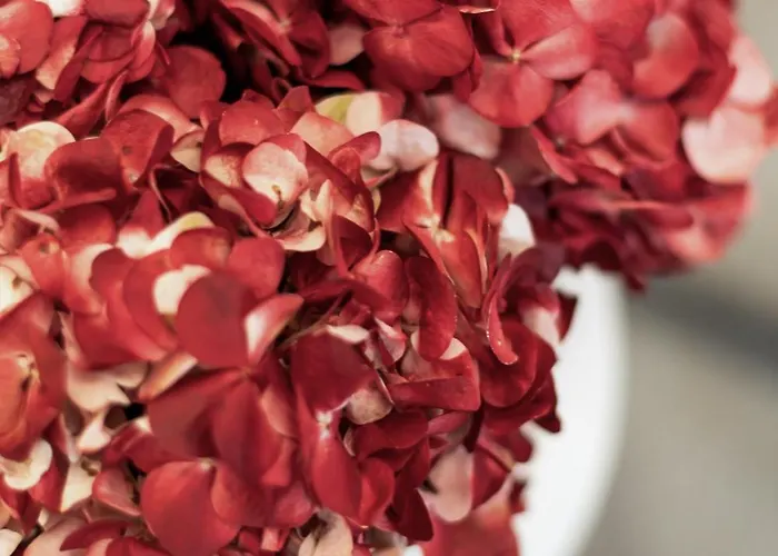 Apartamento Terrace Boutique - Dolce